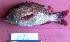  ( - IRD 20071124-kakap8.2)  @11 [ ] CreativeCommons  Attribution Non-Commercial Share-Alike  Unspecified Institut de recherche pour le développement, France