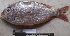  ( - IRD 20111118-A.2)  @11 [ ] CreativeCommons  Attribution Non-Commercial Share-Alike  Unspecified Proyek Biokor, Indonesia