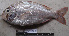  ( - IRD 20111118-B.2)  @11 [ ] CreativeCommons  Attribution Non-Commercial Share-Alike  Unspecified Proyek Biokor, Indonesia