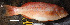  ( - IRD 3-Betina.2)  @11 [ ] CreativeCommons  Attribution Non-Commercial Share-Alike (2013) Andrianus Sembiring Indonesian Biodiversity Research Center