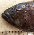  ( - IRD 20160319-K.2)  @11 [ ] CreativeCommons  Attribution Non-Commercial Share-Alike (2016) P. Borsa Institut de recherche pour le développement, France