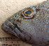  ( - IRD 20160319-M.2)  @11 [ ] CreativeCommons  Attribution Non-Commercial Share-Alike (2016) P. Borsa Institut de recherche pour le développement, France