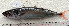  ( - IRD CARphi_CN_116.2)  @11 [ ] CreativeCommons  Attribution Non-Commercial Share-Alike (2013) C. Narido University of San Carlos