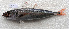  ( - IRD CARphi_CN_118.2)  @11 [ ] CreativeCommons  Attribution Non-Commercial Share-Alike (2013) C. Narido University of San Carlos