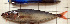  ( - IRD 20111126-car-1.2)  @11 [ ] CreativeCommons  Attribution Non-Commercial Share-Alike (2011) P. Borsa Institut de recherche pour le developpement