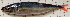  ( - IRD 20111126-car-4.2)  @11 [ ] CreativeCommons  Attribution Non-Commercial Share-Alike (2011) P. Borsa Institut de recherche pour le developpement