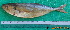  ( - IRD CARphi_CN_46.2)  @11 [ ] CreativeCommons  Attribution Non-Commercial Share-Alike (2013) C. Narido University of San Carlos