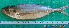  ( - IRD CARphi_CN_47.2)  @11 [ ] CreativeCommons  Attribution Non-Commercial Share-Alike (2013) C. Narido University of San Carlos