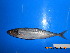  ( - IRD CARphi_CN_71.2)  @11 [ ] CreativeCommons  Attribution Non-Commercial Share-Alike (2013) C. Narido University of San Carlos