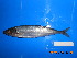  ( - IRD CARphi_CN_74.2)  @11 [ ] CreativeCommons  Attribution Non-Commercial Share-Alike (2013) C. Narido University of San Carlos