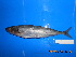  ( - IRD CARphi_CN_79.2)  @11 [ ] CreativeCommons  Attribution Non-Commercial Share-Alike (2013) C. Narido University of San Carlos
