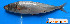  ( - IRD CARphi_CN_81.2)  @11 [ ] CreativeCommons  Attribution Non-Commercial Share-Alike (2013) C. Narido University of San Carlos