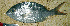 ( - IRD Gelo1.2)  @11 [ ] CreativeCommons  Attribution Non-Commercial Share-Alike  Unspecified Institut de recherche pour le développement, France