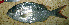  ( - IRD Gelo2.2)  @11 [ ] CreativeCommons  Attribution Non-Commercial Share-Alike  Unspecified Institut de recherche pour le développement, France
