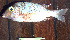  ( - IRD LETcal_20120527-11.2)  @11 [ ] CreativeCommons  Attribution Non-Commercial Share-Alike  Unspecified Institut de recherche pour le développement, France