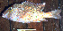 ( - IRD LETcal_20120527-12.2)  @11 [ ] CreativeCommons  Attribution Non-Commercial Share-Alike  Unspecified Institut de recherche pour le développement, France