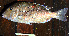  ( - IRD LETcal_20120527-13.2)  @11 [ ] CreativeCommons  Attribution Non-Commercial Share-Alike  Unspecified Institut de recherche pour le développement, France