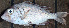  ( - IRD LETcal_20120527-16a.2)  @11 [ ] CreativeCommons  Attribution Non-Commercial Share-Alike  Unspecified Institut de recherche pour le développement, France