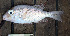  ( - IRD LETcal_20120527-16b.2)  @11 [ ] CreativeCommons  Attribution Non-Commercial Share-Alike  Unspecified Institut de recherche pour le développement, France
