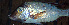  ( - IRD LETcal_20120527-28XB.2)  @11 [ ] CreativeCommons  Attribution Non-Commercial Share-Alike  Unspecified Institut de recherche pour le développement, France