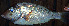 ( - IRD LETcal_20120527-28XC.2)  @11 [ ] CreativeCommons  Attribution Non-Commercial Share-Alike  Unspecified Institut de recherche pour le développement, France