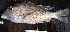  ( - IRD LETcal_20120527-7.2)  @11 [ ] CreativeCommons  Attribution Non-Commercial Share-Alike  Unspecified Institut de recherche pour le développement, France