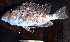  ( - IRD LETcal_20120527-8.2)  @11 [ ] CreativeCommons  Attribution Non-Commercial Share-Alike  Unspecified Institut de recherche pour le développement, France