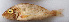  ( - IRD LETked_20121118-H.2)  @11 [ ] CreativeCommons  Attribution Non-Commercial Share-Alike (2012) F. Giancarlo Proyek Biokor, Indonesia