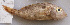  ( - IRD LETked_20121118-lambda.2)  @11 [ ] CreativeCommons  Attribution Non-Commercial Share-Alike (2012) F. Giancarlo Proyek Biokor, Indonesia