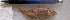  ( - IRD LETked_20121118-pi.2)  @11 [ ] CreativeCommons  Attribution Non-Commercial Share-Alike (2012) F. Giancarlo Proyek Biokor, Indonesia