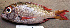  ( - IRD LETkom_20150506-E.2)  @11 [ ] CreativeCommons  Attribution Non-Commercial Share-Alike (2015) S. Bari Proyek Biokor, Indonesia