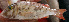 ( - IRD LETkom_20150508-12.2)  @11 [ ] CreativeCommons  Attribution Non-Commercial Share-Alike (2015) S. Bari Proyek Biokor, Indonesia