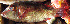  ( - IRD 20061205-Lerp2.2)  @11 [ ] CreativeCommons  Attribution Non-Commercial Share-Alike  Unspecified Institut de recherche pour le développement, France