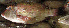  ( - IRD 20061205-Lerp3.2)  @11 [ ] CreativeCommons  Attribution Non-Commercial Share-Alike  Unspecified Institut de recherche pour le développement, France