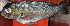  ( - IRD Mgra2.2)  @11 [ ] CreativeCommons  Attribution Non-Commercial Share-Alike  Unspecified Institut de recherche pour le développement, France