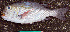  ( - IRD Mgra 4 20080919.2)  @11 [ ] CreativeCommons  Attribution Non-Commercial Share-Alike  Unspecified Institut de recherche pour le développement, France