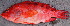  ( - IRD 20131215-F.2)  @11 [ ] CreativeCommons  Attribution Non-Commercial Share-Alike (2013) Philippe Borsa Institut de recherche pour le développement
