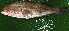  ( - IRD 20131217-26.2)  @11 [ ] CreativeCommons  Attribution Non-Commercial Share-Alike (2013) Philippe Borsa Institut de recherche pour le développement