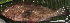  ( - IRD 20131217-5.2)  @11 [ ] CreativeCommons  Attribution Non-Commercial Share-Alike (2013) Philippe Borsa Institut de recherche pour le développement