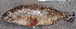  ( - IRD SERace 20140217-D2_P2172336b.2)  @11 [ ] CreativeCommons  Attribution Non-Commercial Share-Alike  Unspecified Institut de recherche pour le développement, France
