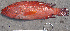  ( - IRD SERace 20140217G_P2172340.2)  @11 [ ] CreativeCommons  Attribution Non-Commercial Share-Alike  Unspecified Institut de recherche pour le développement, France