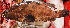  ( - IRD 20150502-12.2)  @11 [ ] CreativeCommons  Attribution Non-Commercial Share-Alike (2015) Philippe Borsa Institut de recherche pour le développement