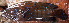  ( - IRD 20150502-13.2)  @11 [ ] CreativeCommons  Attribution Non-Commercial Share-Alike (2015) Philippe Borsa Institut de recherche pour le développement