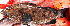  ( - IRD 20150502-23.2)  @11 [ ] CreativeCommons  Attribution Non-Commercial Share-Alike (2015) Philippe Borsa Institut de recherche pour le développement