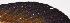  ( - IRD 20150502-30.2)  @11 [ ] CreativeCommons  Attribution Non-Commercial Share-Alike (2015) Philippe Borsa Institut de recherche pour le développement