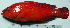  ( - IRD 20150503-F1.2)  @11 [ ] CreativeCommons  Attribution Non-Commercial Share-Alike (2015) Philippe Borsa Institut de recherche pour le développement