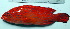  ( - IRD 20150503-F2.2)  @11 [ ] CreativeCommons  Attribution Non-Commercial Share-Alike (2015) Philippe Borsa Institut de recherche pour le développement