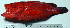  ( - IRD 20150503-G1.2)  @11 [ ] CreativeCommons  Attribution Non-Commercial Share-Alike (2015) Philippe Borsa Institut de recherche pour le développement