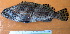  ( - IRD 20150430-4.2)  @11 [ ] CreativeCommons  Attribution Non-Commercial Share-Alike (2015) Philippe Borsa Institut de recherche pour le développement