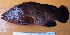  ( - IRD 20150430-5.2)  @11 [ ] CreativeCommons  Attribution Non-Commercial Share-Alike (2015) Philippe Borsa Institut de recherche pour le développement